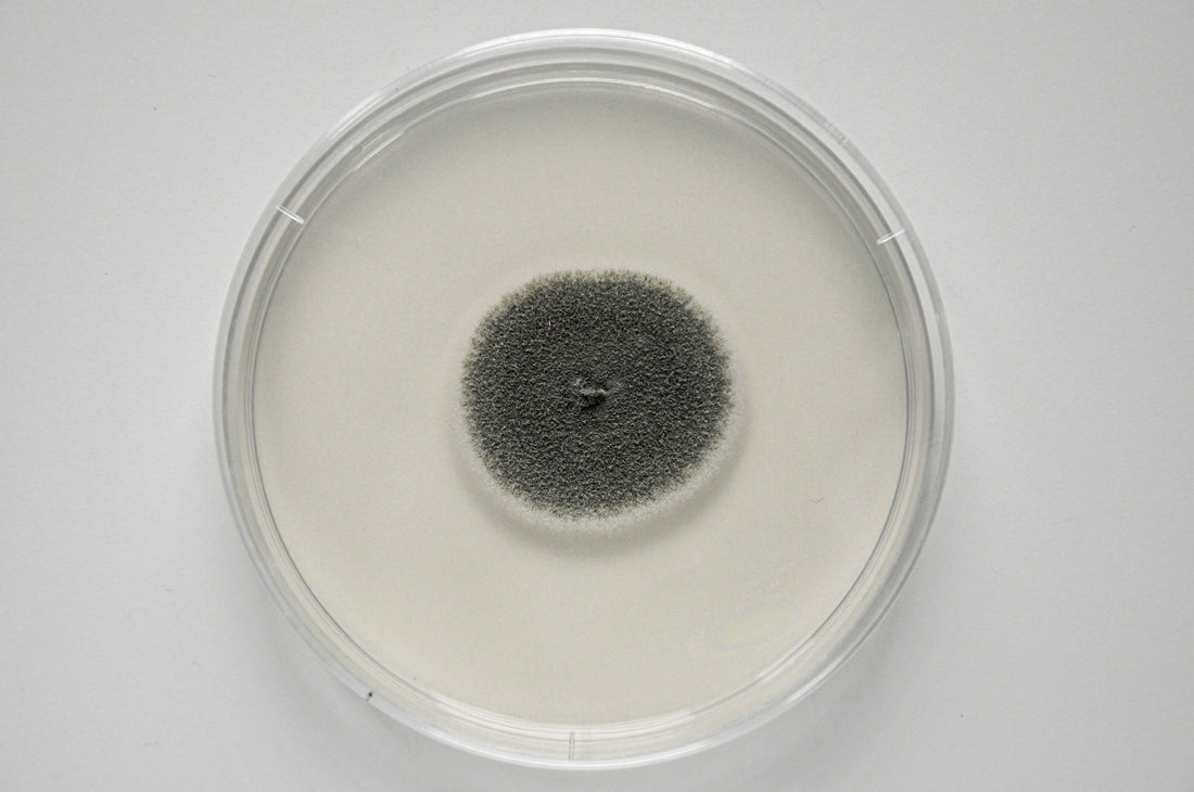 Aspergillus niger mold