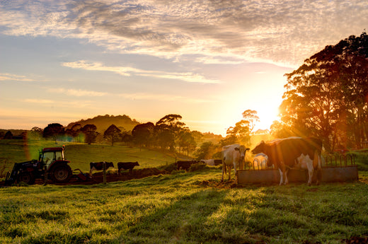 Regenerative Farming: The Future of Agriculture